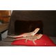 Bartagame