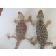 Bartagame