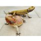 Bartagame