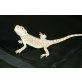 Bartagame
