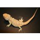 Bartagame