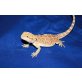 Bartagame