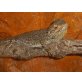 Bartagame - männlich