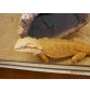 Bartagame - männlich
