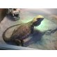 Bartagame - männlich