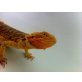 Bartagame - weiblich