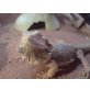 Bartagame - weiblich