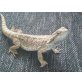 Bartagame - weiblich