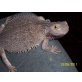 Bartagame - weiblich