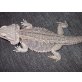 Bartagame - weiblich