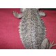 Bartagame - weiblich