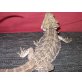 Bartagame - weiblich
