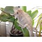Bartagame - weiblich