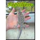 Bartagame - weiblich
