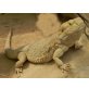 Bartagame - weiblich