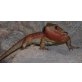 Bartagame - weiblich