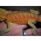 Bartagame - weiblich