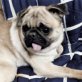 Bascha kleine Mopshündin sucht Kuschelsofa, Mops - Hündin