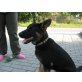 Basco, Deutscher Schäferhund - Rüde