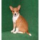 Basenji - Hündin