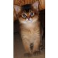 Bashiri, Somali - Kater