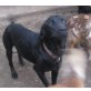 Basko, Labrador Retriever - Rüde