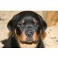 Basma vom Stegerwald, Rottweiler Welpen - Hündin