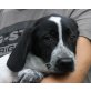 Bass, Münsterländer Mix Welpen - Rüde