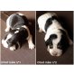 Basset Bleu de Gascogne - Rüde