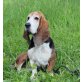 Basset Hound - Hündin