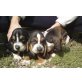 Basset Hound - Rüde