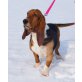 Basset Hound - Rüde