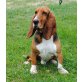 Basset Hound - Rüde