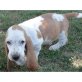 Basset Hound - Rüde