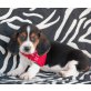 Basset Hound - Rüde