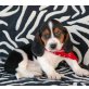 Basset Hound - Rüde