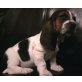 Basset Hound - Rüde