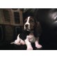 Basset Hound - Rüde