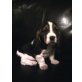 Basset Hound - Rüde