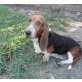 Basset Hound - Rüde