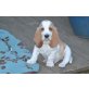 Basset Hound weibliche Welpen, Basset Hound - Rüde