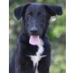 Bassi, Labrador Mix Welpen - Rüde