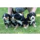 Basti, Entlebucher-Appenzeller Welpen - Rüde