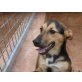 Basti, Schäferhund - Rüde