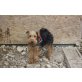 Basti, Welsh Terrier - Rüde