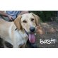 Basti-ist ein toller-Lab-Mix, Golden-Labrador-Mischling - Rüde