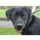Basti, liebenswerter Labrador Mix - Rüde