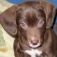 Bastian, Labrador Mix Welpen - Rüde