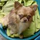 Bastian, zurückaltend, freundlich, lieb, Chihuahua langhaariger Schlag - Rüde
