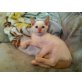 Basty, Siamesen - Kater